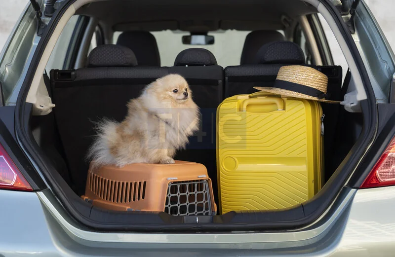 ¿Viajando con mascotas? Consejos de traslado al aeropuerto en Turquía